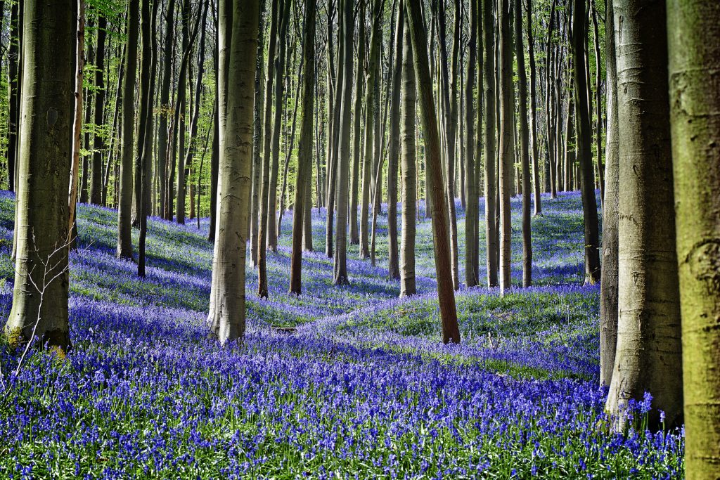 Magical Morning in forest of Halle with bluebell flowers